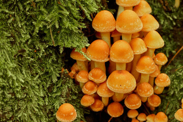 small mushrooms in the middle of the forest