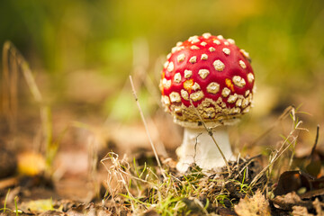 small mushroom in the middle of the forest