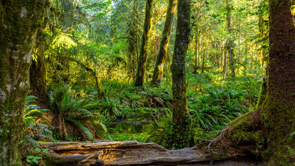 Hike along the Spruce Nature Trail through the Hoh Rain Forest in Washington State's Olympic National Park