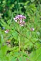 Blooming herb marjoram (Origanum vulgare)