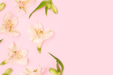 White alstroemeria flowers and green leaves scattered on a pink background.
