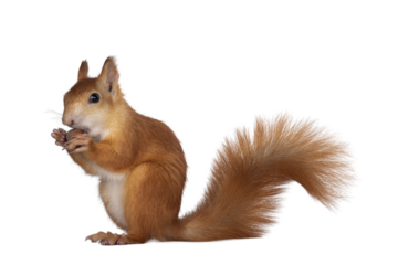Red Japanese Lis squirrel, sitting side ways, holding a hazel nut in front paws and eating from it. Tail up. Isolated on white background.