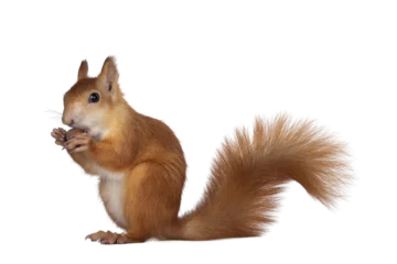 Deurstickers Eekhoorn Red Japanese Lis squirrel, sitting side ways, holding a hazel nut in front paws and eating from it. Tail up. Isolated on white background.