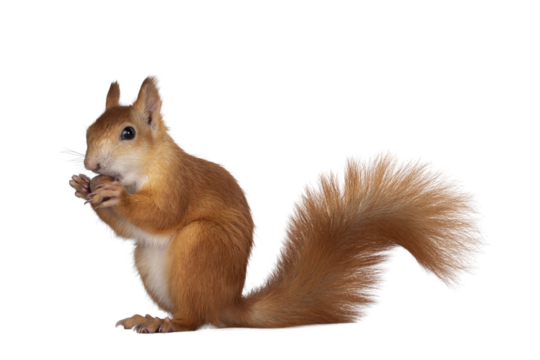 Red Japanese Lis squirrel, sitting side ways, holding a hazel nut in front paws and eating from it. Tail up. Isolated on white background.