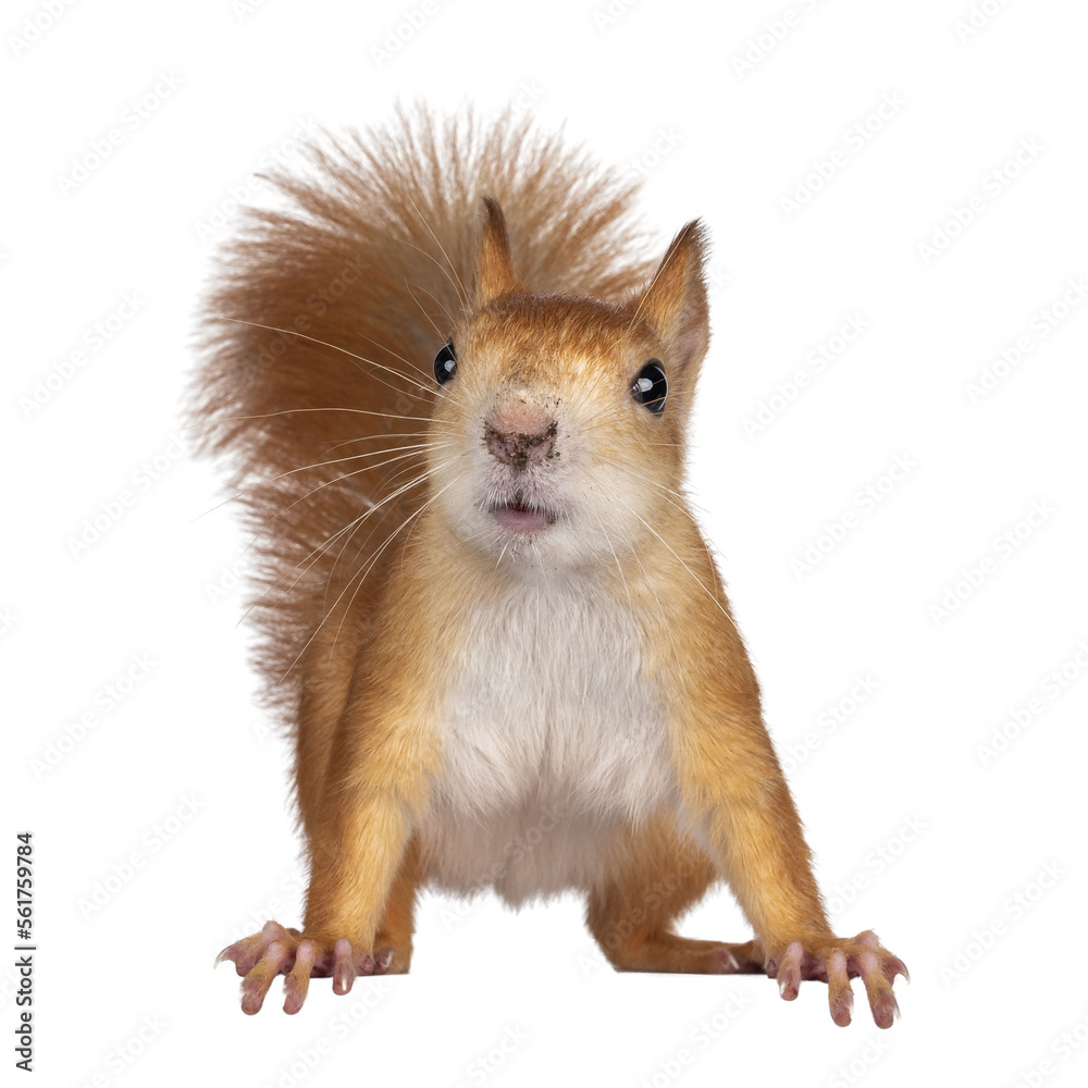 Leinwandbilder red japanese lis squirrel, standing facing front on edge. tail up in typical squirrel position. look