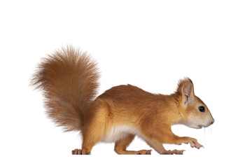 Red Japanese Lis squirrel, walking away side ways. Lookng straight ahead. Isolated on white background.