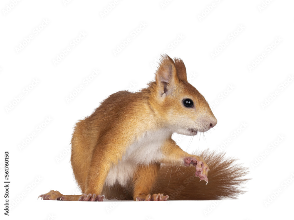Poster red japanese lis squirrel, sitting side way. ready to run to the side. isolated on white background.
