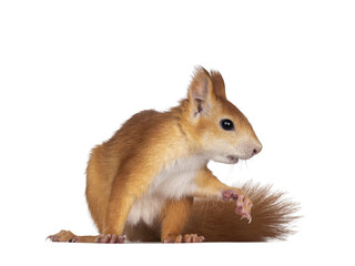 Red Japanese Lis squirrel, sitting side way. Ready to run to the side. Isolated on white background.