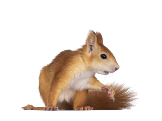 Red Japanese Lis squirrel, sitting side way. Ready to run to the side. Isolated on white background.