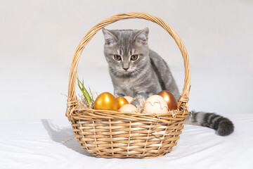 Fototapeta na wymiar A charming little kitten is sitting next to a basket with colorful Easter eggs on a white background. Easter painted eggs.