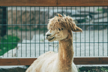 Obraz premium Llama (Lama glama) in the zoo