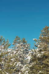 Pine tree branches covered with snow on sunny winter day with blue sky in background. Landscape detail from Zlatibor mountain in Serbia.