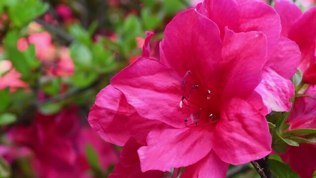 Close up of beautiful pink flowers of Azalea in spring. Azalea belongs to the rhododendron genus. selective focus