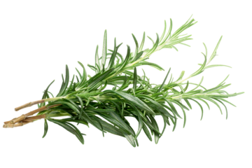 Rosemary (Rosmarinus officinalis) bundle isolated png