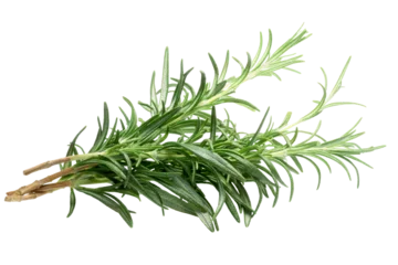 Foto op Plexiglas Rosemary (Rosmarinus officinalis) bundle isolated png © maxsol7