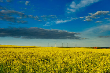 Wind turbines in the middle of rapeseed field in bloom generating renewable electric energy, protect the environment. Deutchland.