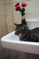 European Shorthair cat sitting in washbasin, Kyiv, Ukraine