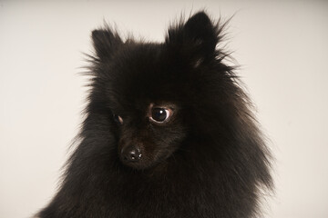 Retrato close-up pomerania negro
