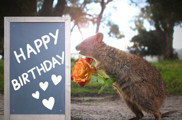 Quokka with rose looking at blackboard with Happy Birthday greetings (composite, lens flare added)