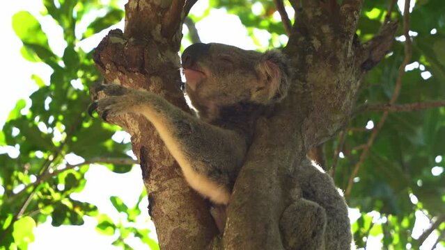 Sleepy koala, phascolarctos cinereus changing its siting position on treetop, hugging and clinging on tree trunk, trying to get a comfortable sleeping posture, Australian native wildlife species.