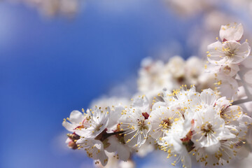 Frame of branches of blossoming cherry against background of blue sky in spring on nature outdoors. Pink sakura flowers