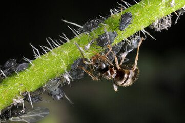 Garden ant (Lasius niger) tending black aphids