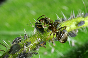 Garden ant (Lasius niger) tending black aphids