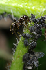 Garden ant (Lasius niger) extracting honeydew from black aphids