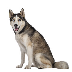 Beautiful young adult Husky dog, sitting side ways. Looking towards camera with light blue eyes. Mouth open. Isolated cutout on transparent background.
