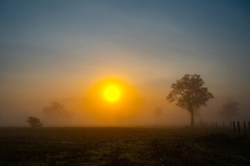 A beautiful sunrise behind the large  trees in spring with mist.Big tree silhouette with sun shining through. Springtime scenery of africa savannah field.Soft focus.