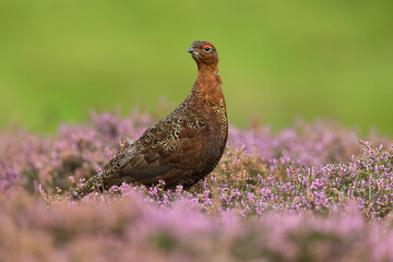 Red Grouse in Summer. Scientific name: Lagopus Lagopus Scotica.  Red Grouse male in blooming, pink heather with head turned to the left.  Clean, green background with copy space.  Close up. Horizontal