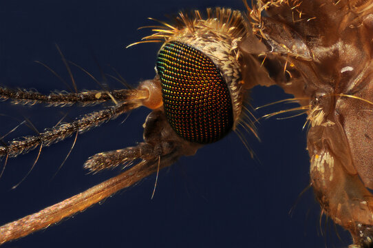 The head of a mosquito, culex pipiens taken through a microscope