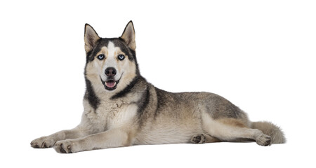 Beautiful young adult Husky dog, laying down facing side ways. Looking towards camera with light blue eyes. Mouth open. Isolated cutout on transparent background..