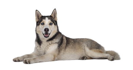 Beautiful young adult Husky dog, laying down facing side ways. Looking towards camera with light blue eyes. Mouth open. Isolated cutout on transparent background..