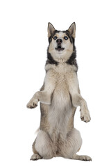Beautiful young adult Husky dog, sitting on hind paws. Looking up with light blue eyes. Mouth open. Isolated cutout on transparent background.