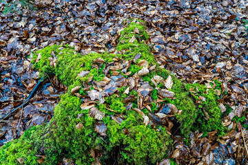 Herbstlaub auf Moos Baumstumpf in Sternform