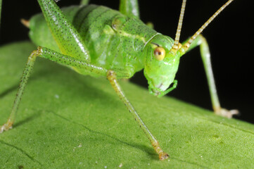 Speckled bush Cricket (Leptophyes puctatissima) on leaf