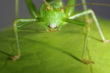 Speckled bush Cricket (Leptophyes puctatissima) on leaf
