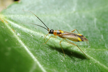 Small Hemipteran on leaf showing the extended mouthparts in close-up