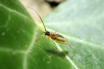 Small Hemipteran on leaf showing the extended mouthparts in close-up