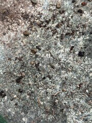 texture of stone
Bits of rock 