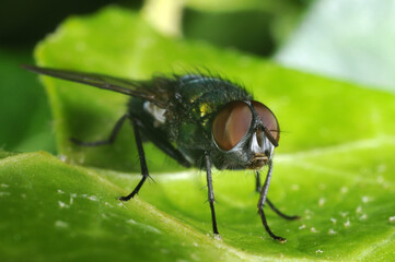 Common greenbottle fly on leaf (Lucilia caesar)