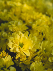 Flower Chrysanthemum in blur background Bunga Krisan