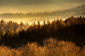 Golden misty forest in famous polish mountains