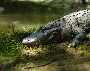 zoo trip