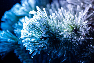 frozen needles of fir tree in colorful light - 561770719