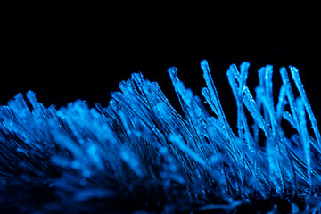 frozen needles of fir tree in colorful light - 561770735