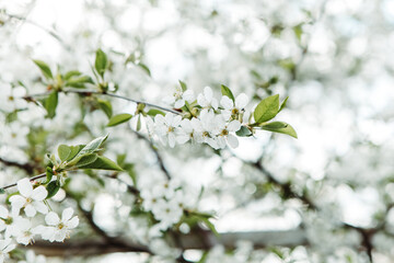 Close up white blossoming tree. Cherry, Apple, Sakura orchard. Spring leaves, organic plant, blossom season almond, pear. Bunches and branches, sticks with flowers in the garden. Farming concept
