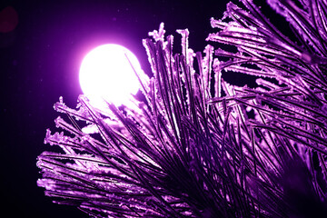 frozen needles of fir tree in colorful light - 561770755