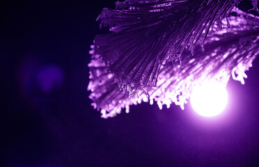 frozen needles of fir tree in colorful light - 561770772